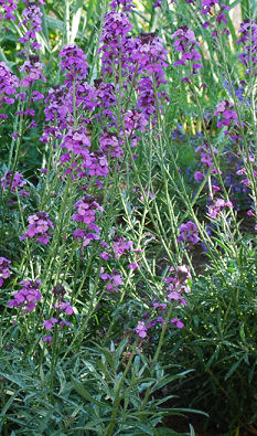 erysimum